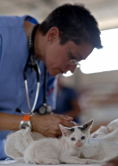Dirofilariosis in a cat treatment
