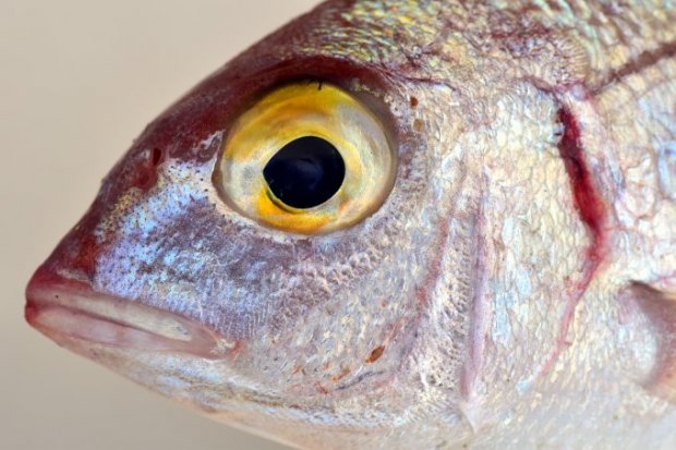 how to treat exophthalmos in fish